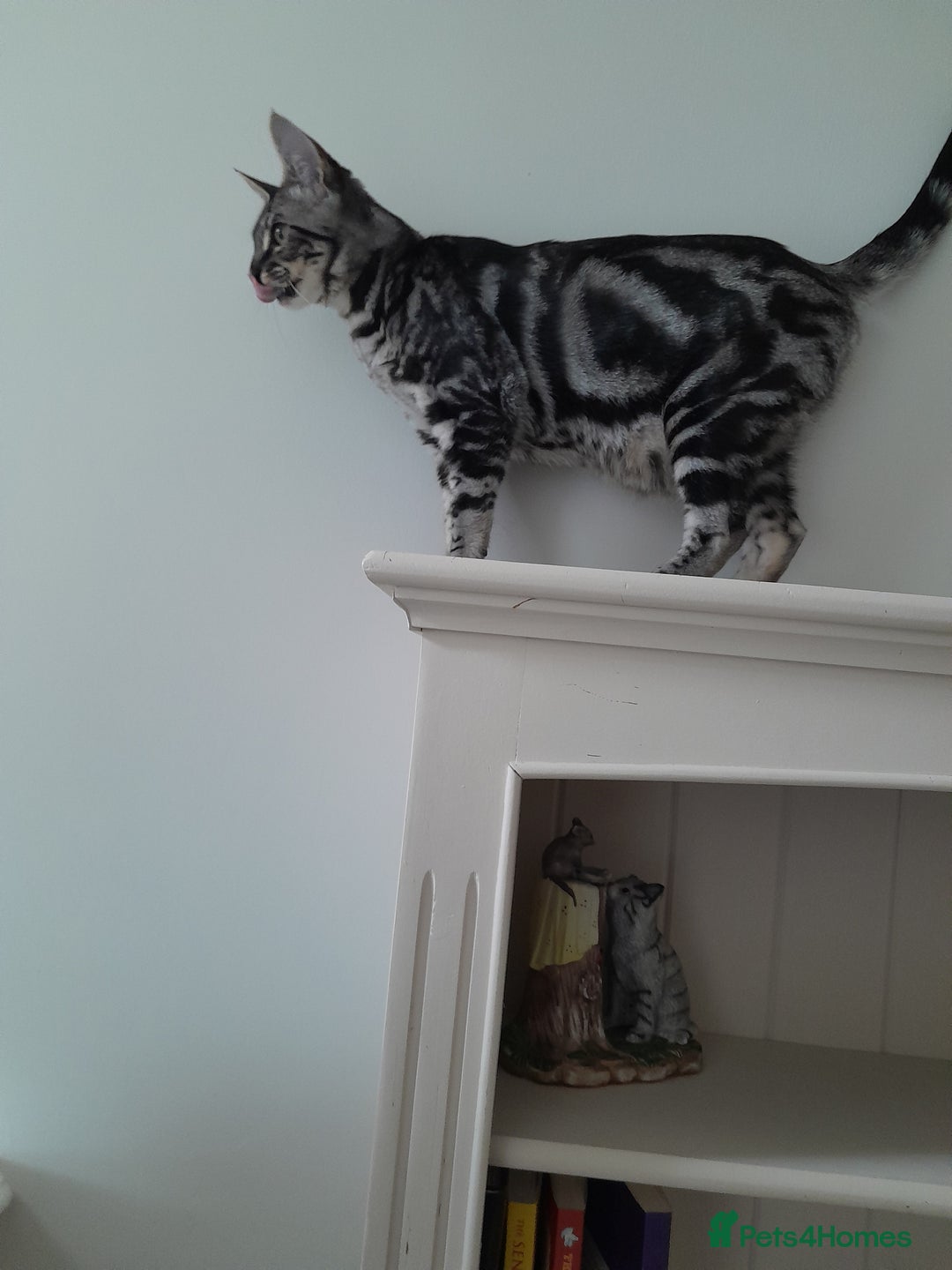 Savannah cats for sale: Full Pedigree & TICA Reg Marble Savannah Kitten - Image 15