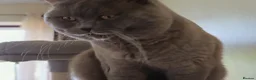 British Shorthair cats for stud: Lilac BSH, GCCF active register STUD - Advert 3