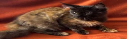 Maine Coon cats for sale: ONLY 2 LEFT GCCF PEDIGREE MAINECOON KITTENS - Advert 22