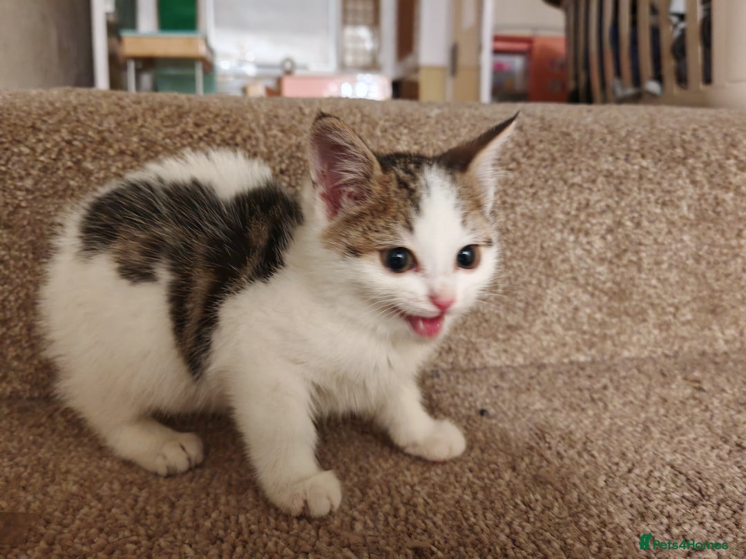 Mixed Breed cats for sale: British Shorthair X Kittens  - Advert 3