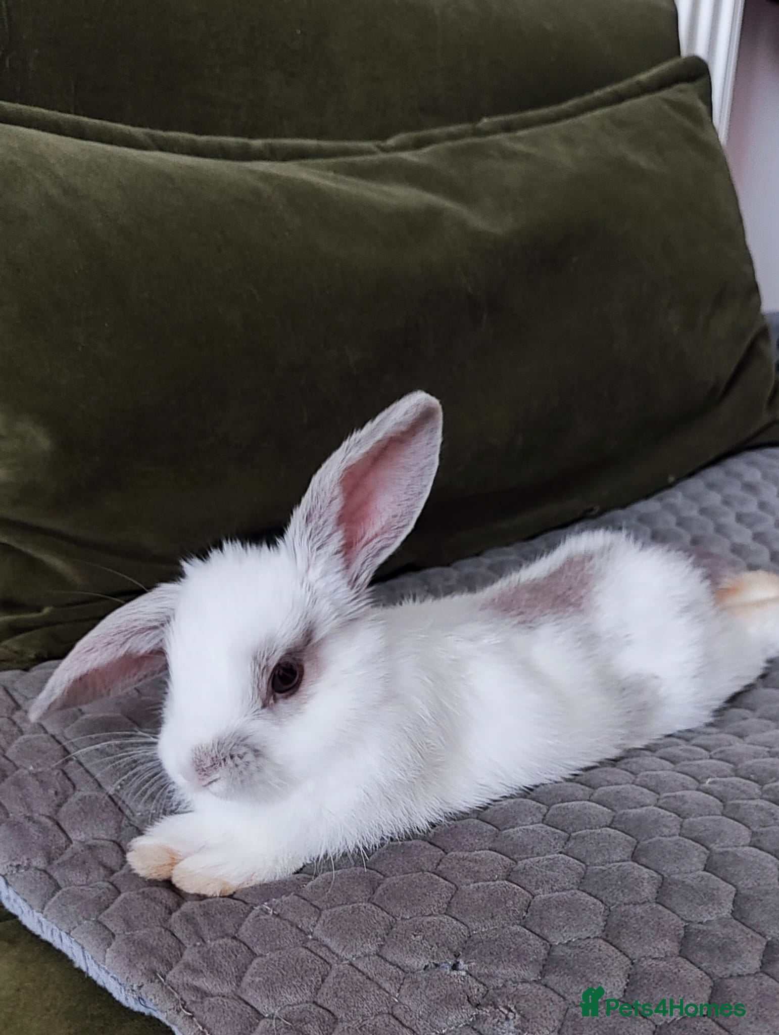 Mini Lop rabbits Mini lop  - Advert 1