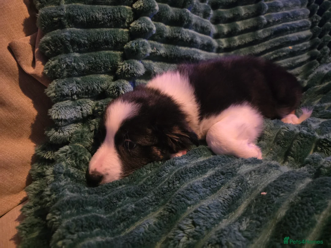 Border Collie dogs for sale: Border collie pups  - Advert 11