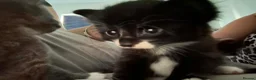 Mixed Breed cats for sale: 2 beautiful kittens for sale  in Drybrook - Advert 3