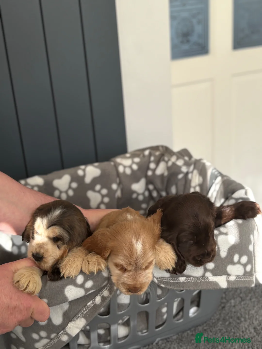 Cocker Spaniel dogs for sale: Show cocker spaniels - Advert 2