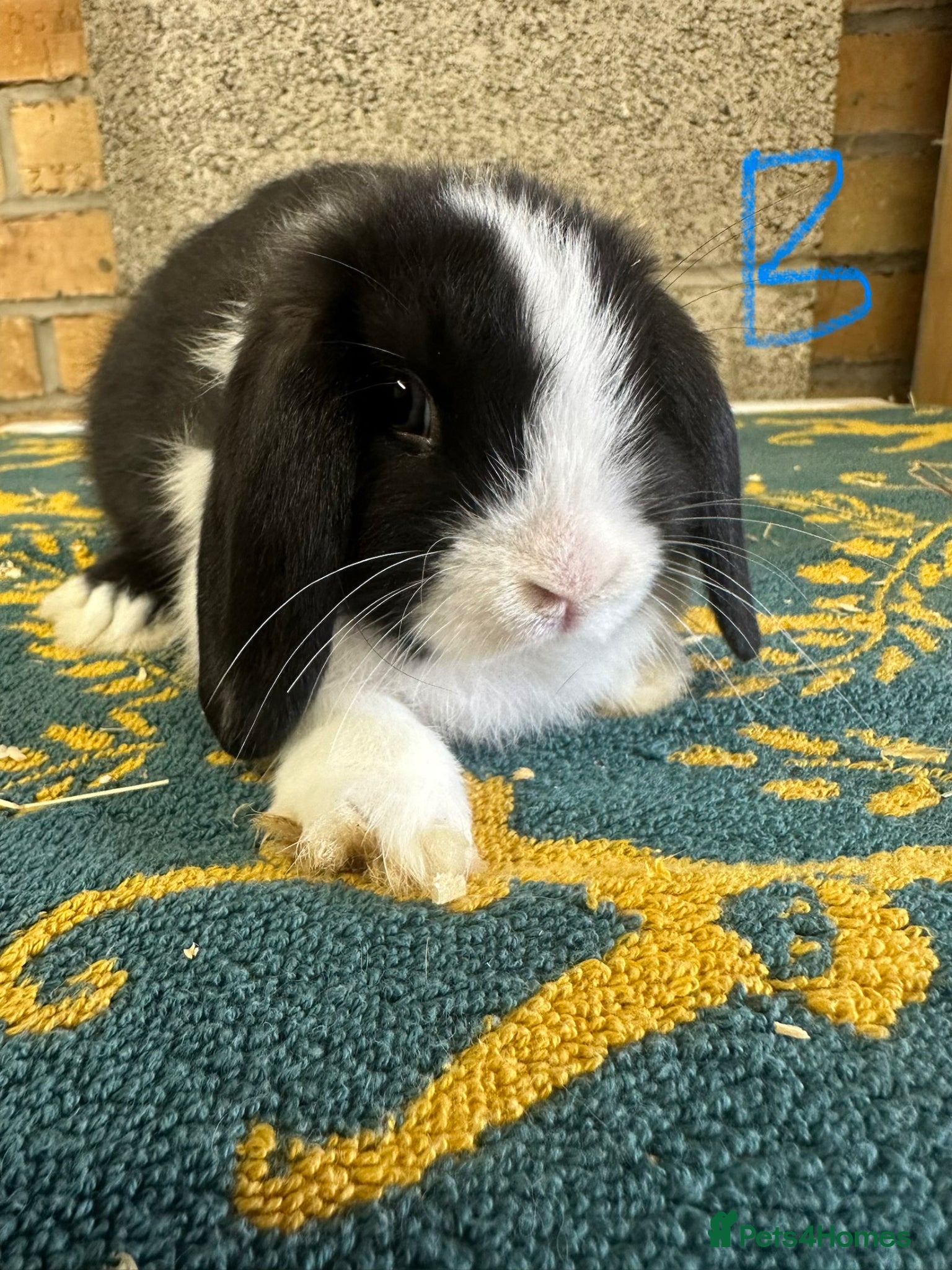 Mini Lop rabbits Mini Lop Rabbits For Sale - Advert 1