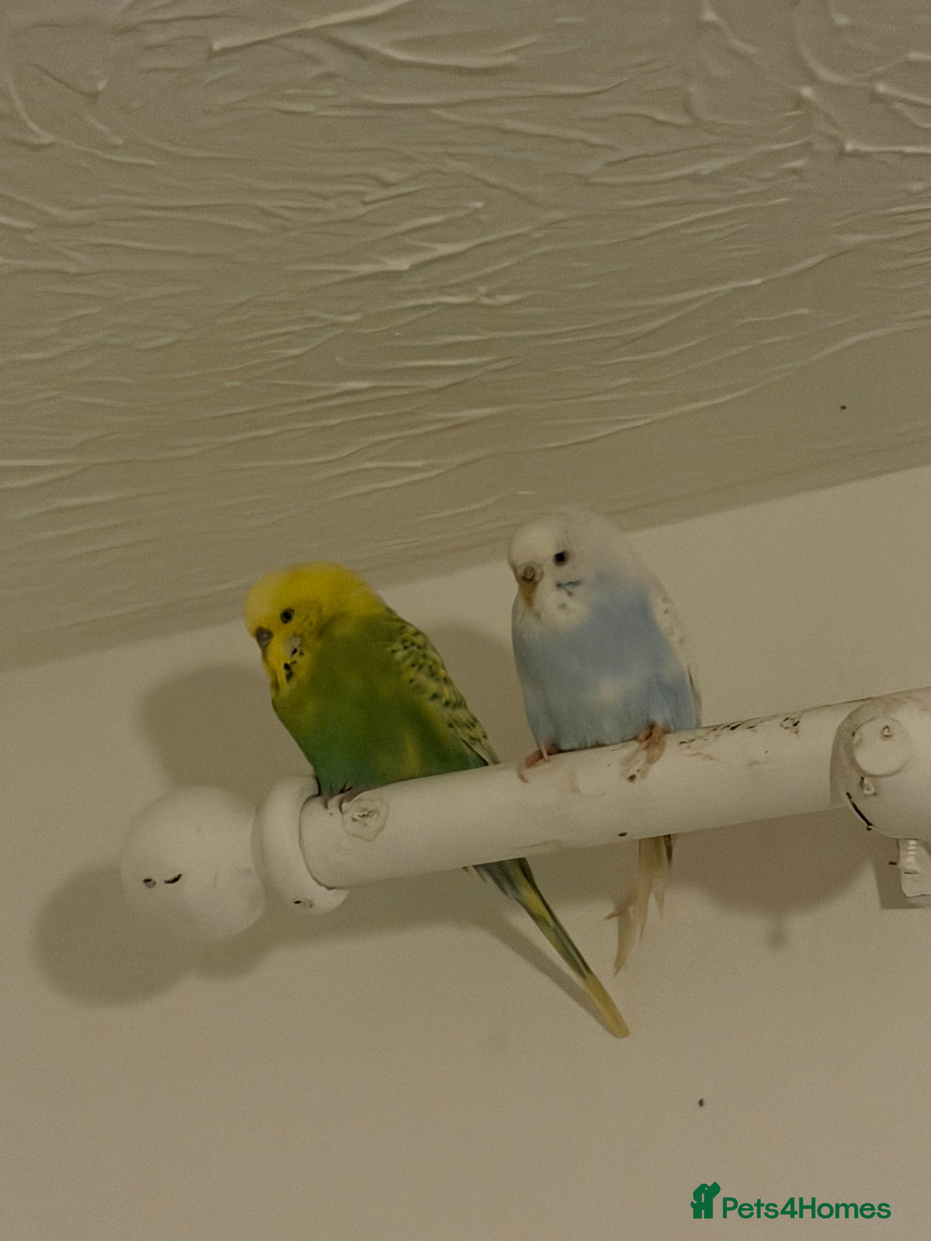 Budgerigars birds Blue and echo - Advert 5