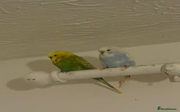 Budgerigars birds for sale: Blue and echo - Image 1