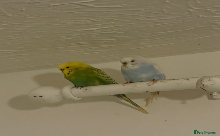 Budgerigars birds - Advert 2