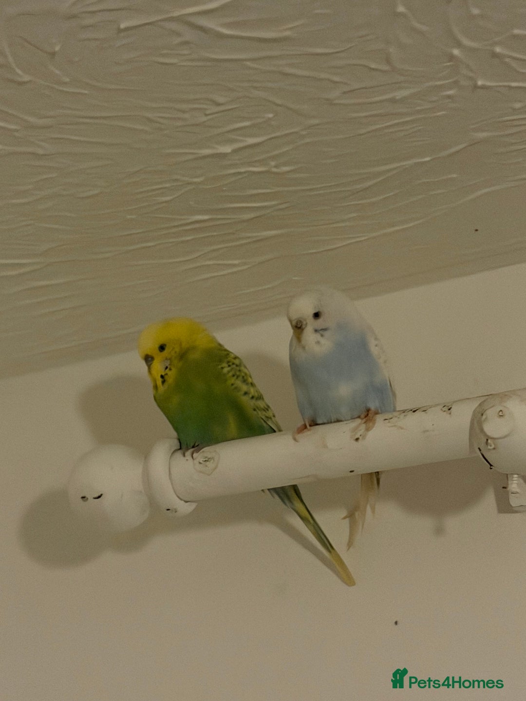 Budgerigars birds for sale: Blue and echo - Image 1