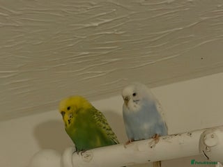 Budgerigars birds for sale - Advert 1