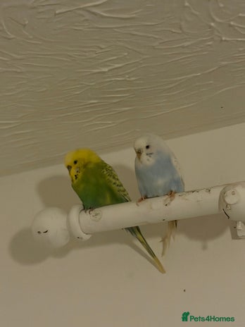 Budgerigars birds - Advert 1