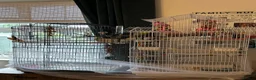 Budgerigars birds for sale: 2 budgies with there own cage set up  in Walton on the Naze - Advert 18