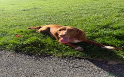 Cocker Spaniel dogs for sale: 7 beautiful cocker spaniel puppies 🩷💙 - Advert 22