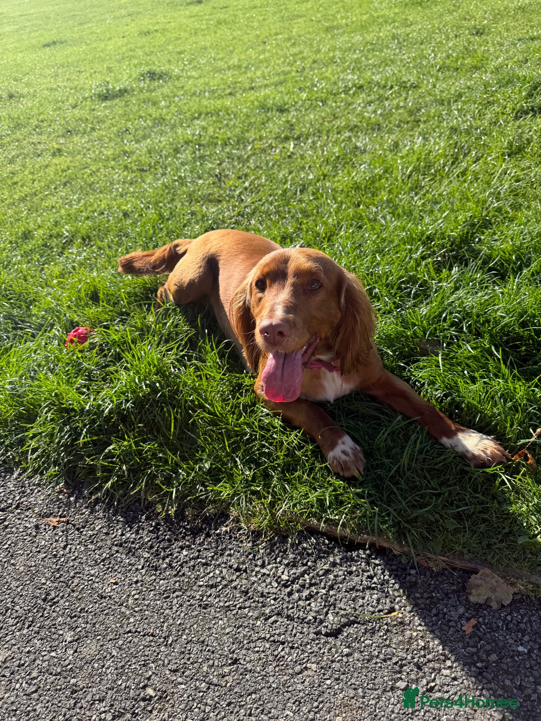 Cocker Spaniel dogs for sale: 7 beautiful cocker spaniel puppies 🩷💙 - Advert 22