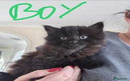 Mixed Breed cats for sale: 5 beautiful kittens  - Image 5