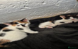 Mixed Breed cats for sale: 2 girl calico kittens  - Image 2