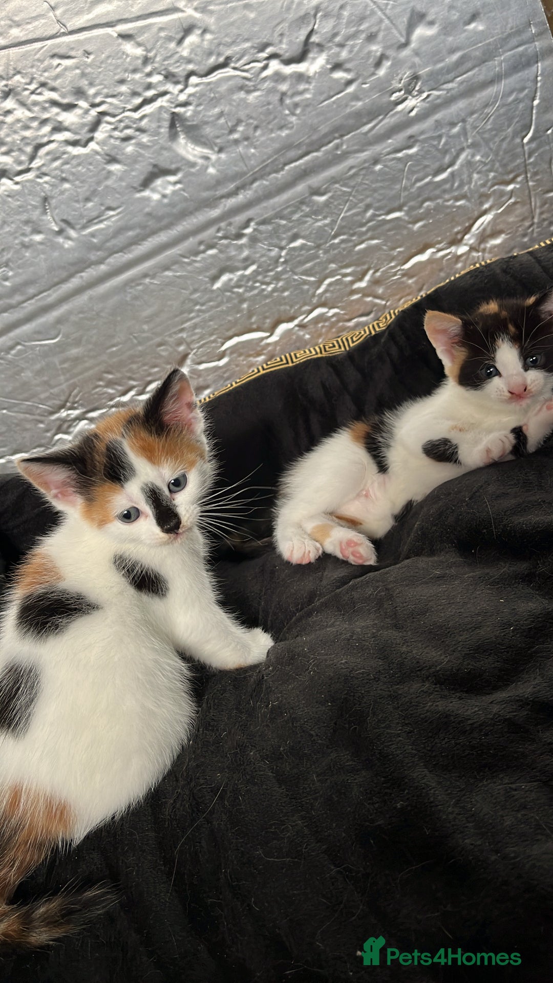 Mixed Breed cats for sale: 2 girl calico kittens  - Image 2
