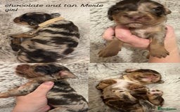 Sprocker dogs for sale: Sprocker puppies for sale - Advert 3