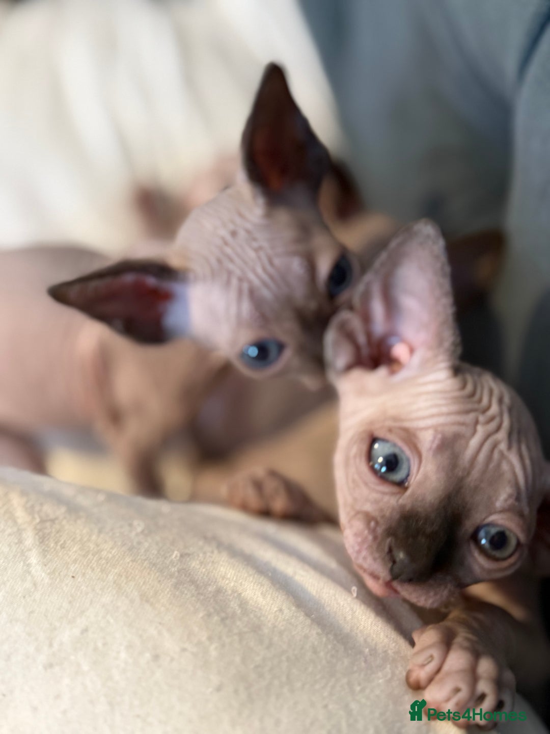 Sphynx cats for sale: sphynx canadian kittens ready to leave now  - Image 19
