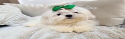 Maltese dogs for sale: Beautiful 6 month old Maltese Puppy Ready Now - Advert 19