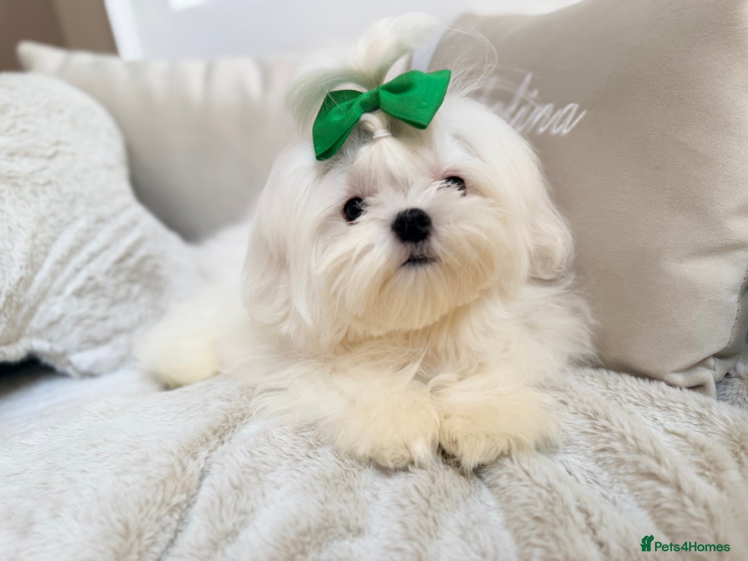 Maltese dogs for sale: Beautiful 6 month old Maltese Puppy Ready Now - Advert 19
