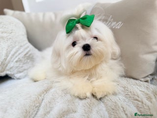 Maltese dogs Beautiful 6 month old Maltese Puppy Ready Now - Advert 3