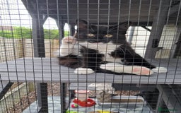 Mixed Breed cats for sale: 3 Beautiful kittens for sale  - Image 1