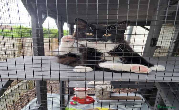 Mixed Breed cats for sale - Advert 1