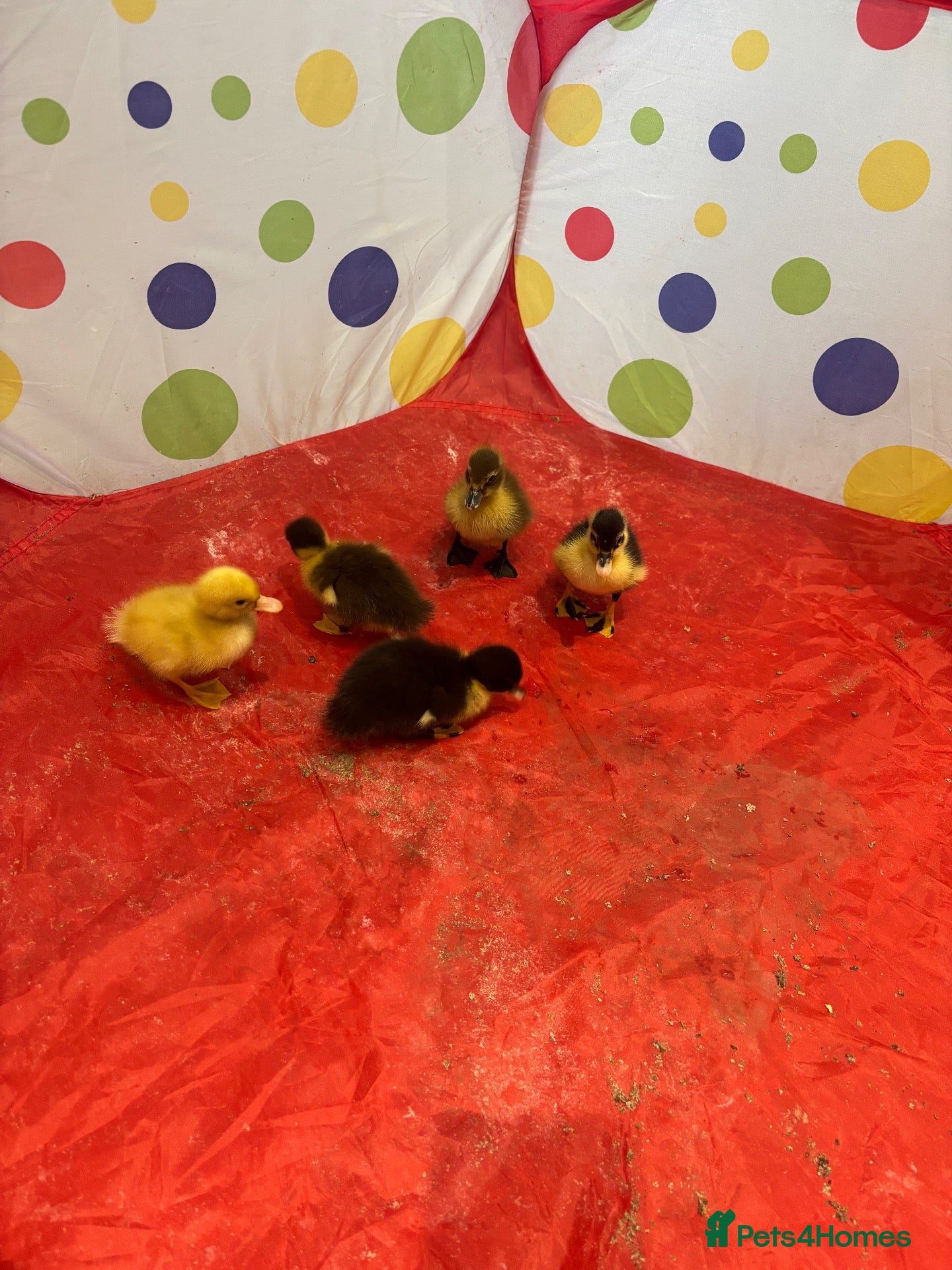 Ducks poultry Mixed breed ducklings  - Advert 1