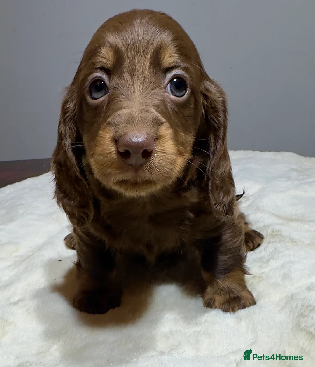 Miniature Dachshund dogs for sale: Long Hair Dachshund miniature Dapple - Advert 18