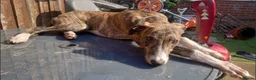 Mixed Breed dogs for sale: Beautiful litter of pups - Advert 7
