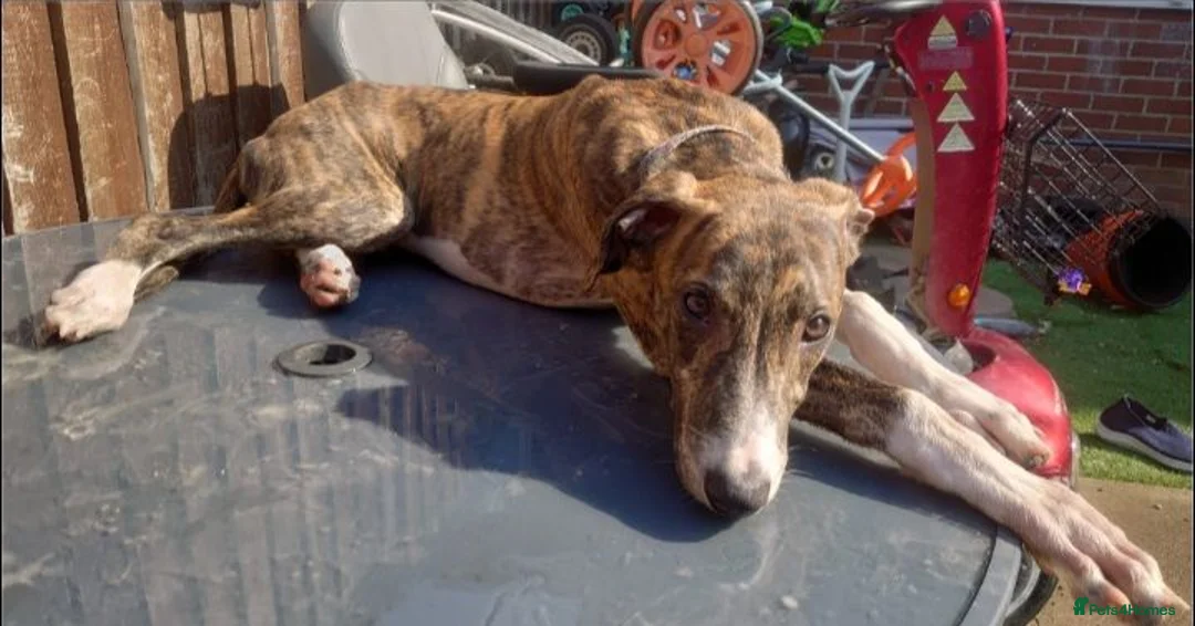 Mixed Breed dogs for sale: Beautiful litter of pups - Advert 7