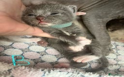 Ragdoll cats for sale: Ragdoll X Sphynx kittens  - Image 9