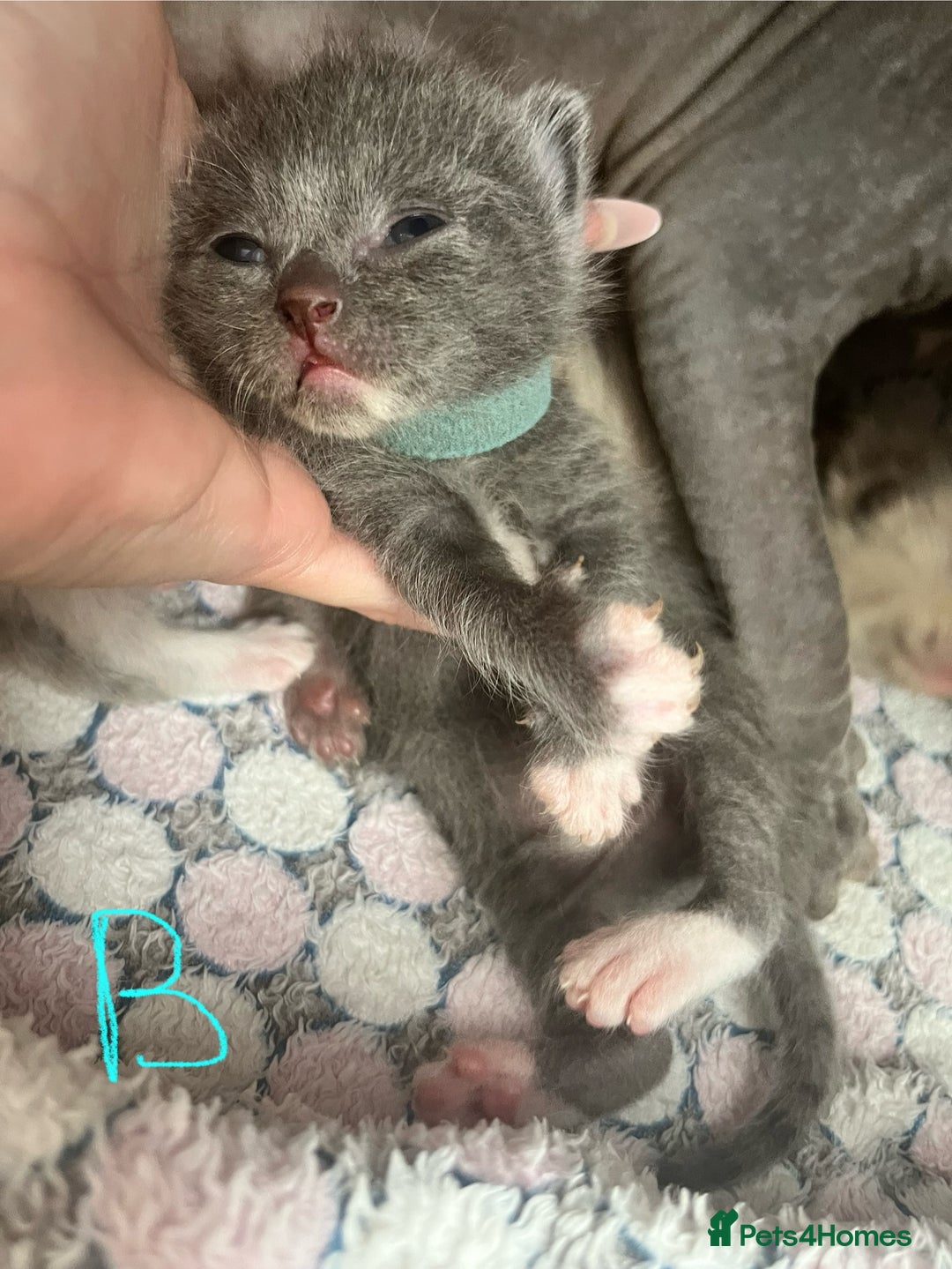 Ragdoll cats for sale: Ragdoll X Sphynx kittens  - Image 9