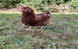 Chickens poultry for sale: Point of lay warren hens - Image 5