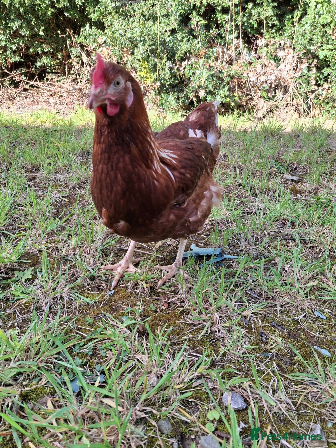 Chickens poultry for sale: Point of lay warren hens - Image 5