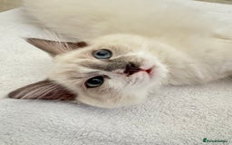 Ragdoll cats for sale: Handsome playful Ragdoll Kitten - Male - Image 12