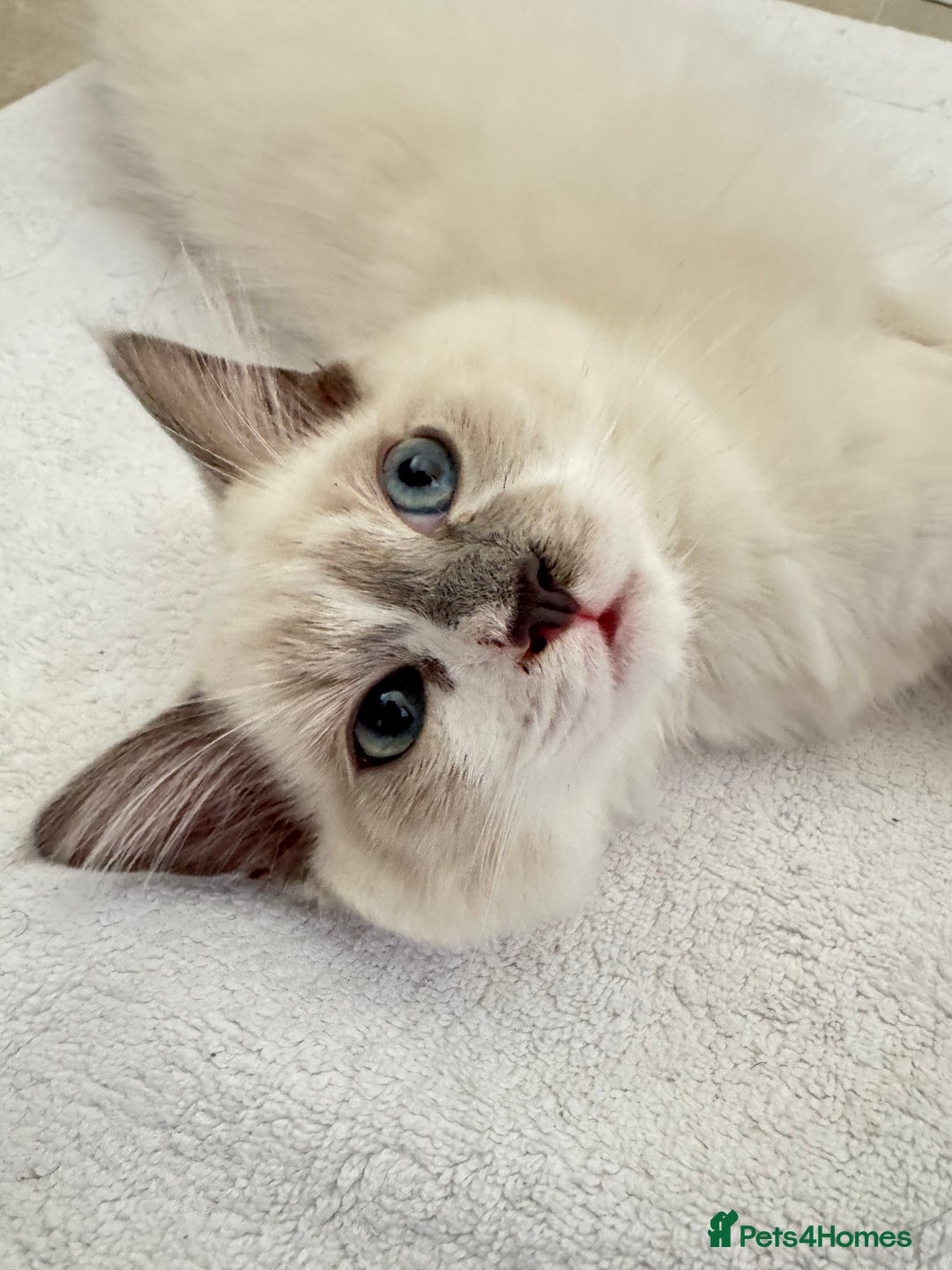 Ragdoll cats for sale: Handsome playful Ragdoll Kitten - Male - Image 12