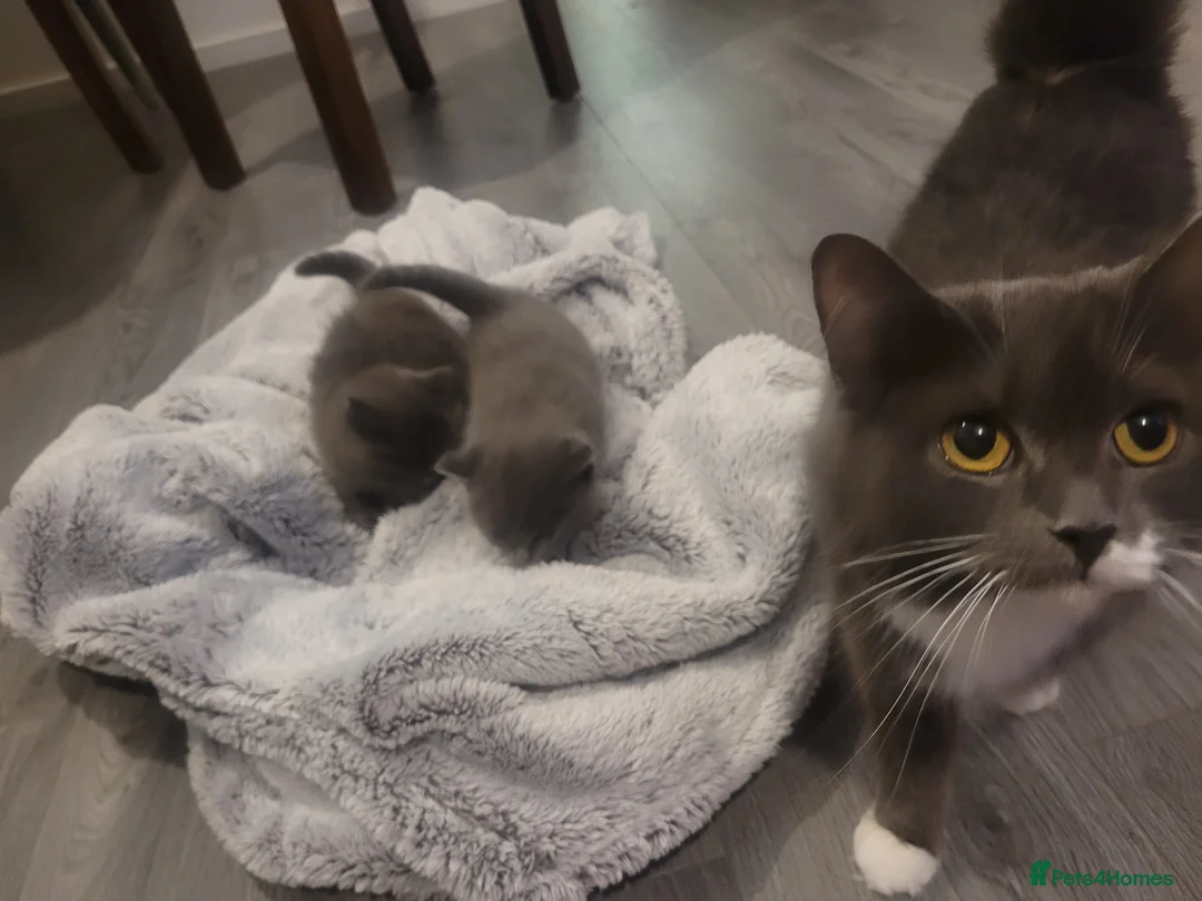 British Shorthair cats for sale: BSH kittens  - Advert 10