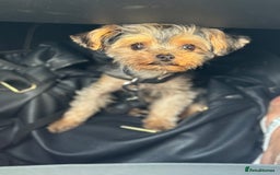 Yorkshire Terrier dogs for sale: Miniature yorkie - Image 12