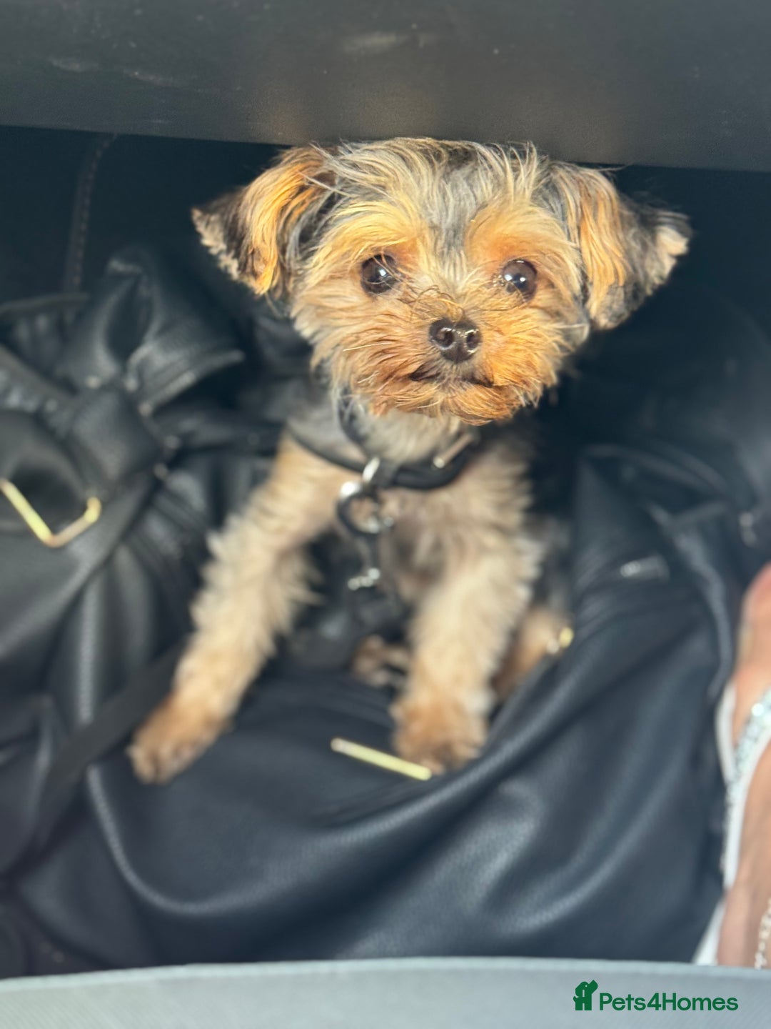 Yorkshire Terrier dogs for sale: Miniature yorkie - Image 12