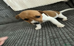 Jack Russell dogs for sale: !!READY TO GO!! Jack russle puppies - Image 6
