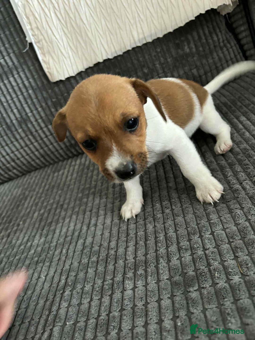 Jack Russell dogs for sale: !!READY TO GO!! Jack russle puppies - Image 6
