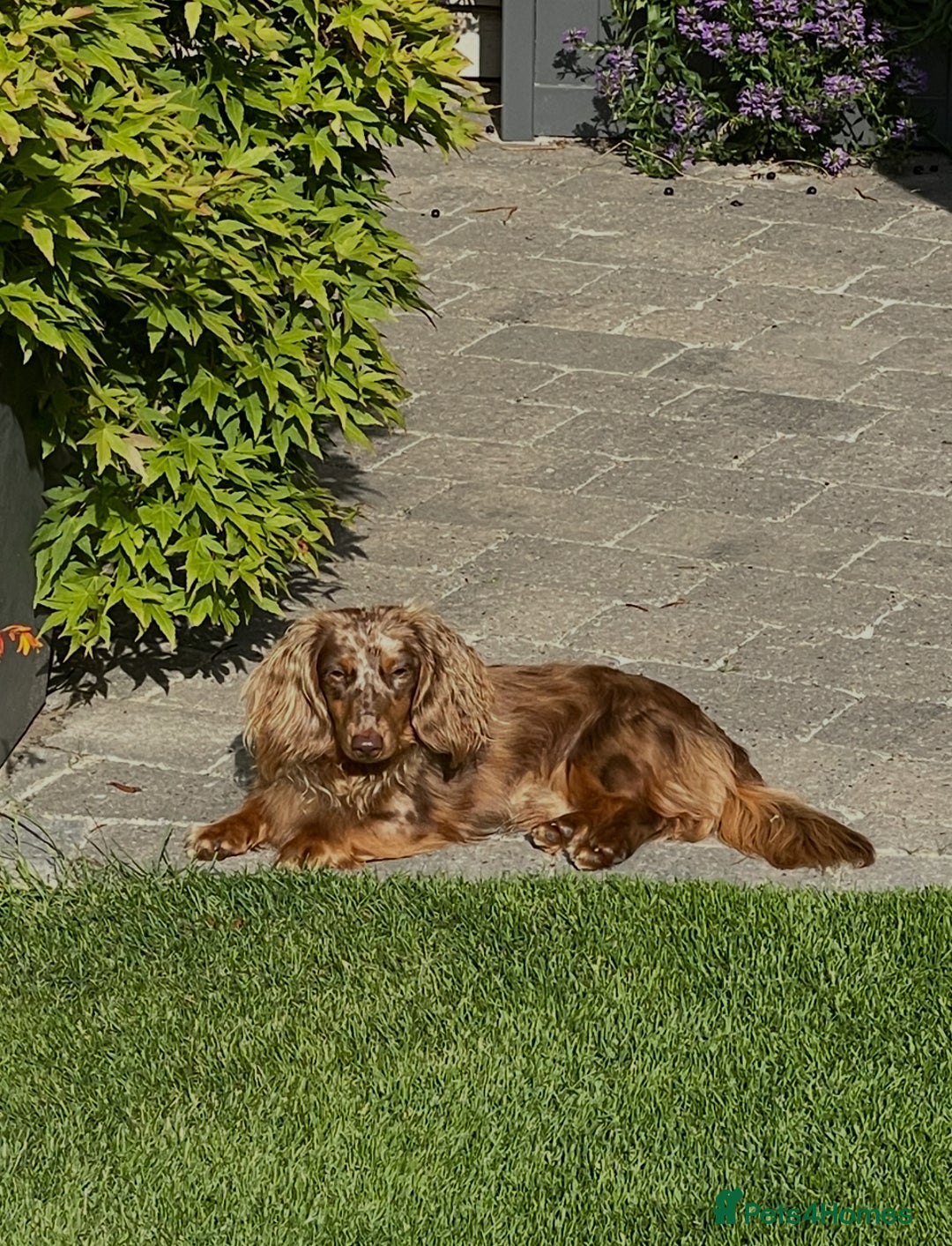 Miniature Dachshund dogs for stud: Long Haired Chocolate & Tan Dapple Mini Dachshund - Advert 3