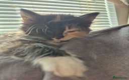 Mixed Breed cats for sale: Beautiful kittens  - Image 1