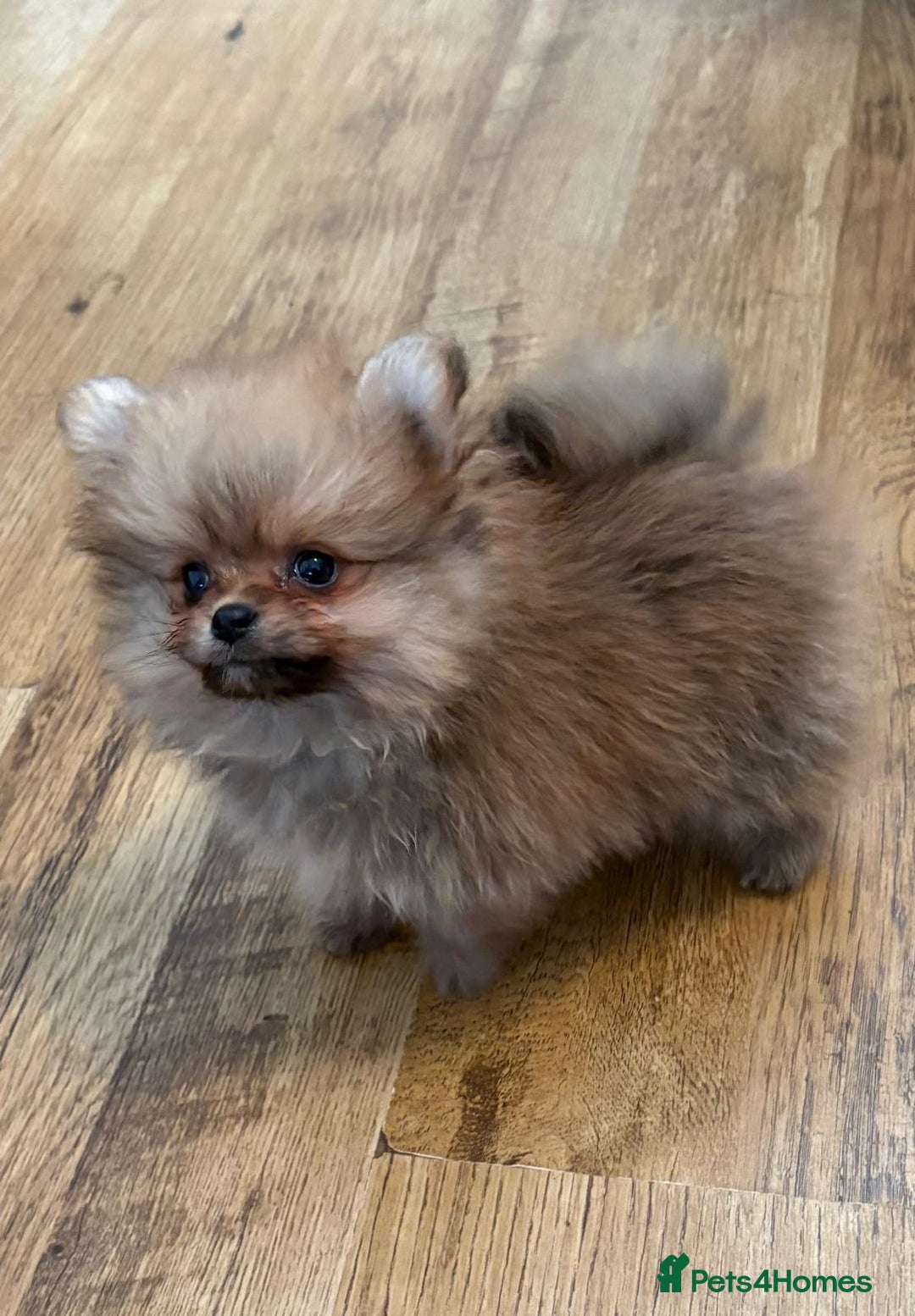 Pomeranian dogs for sale: Last pom puppy. Ready Now ! KC cute and Playful - Advert 3