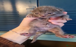 Domestic Shorthair cats for sale: Beautiful mix of kittens  - Image 1