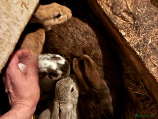 Mixed Breed rabbits Very friendly Rex, velvet & mixed bunnies - Advert 20