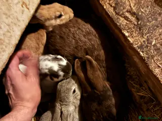 Mixed Breed rabbits Very friendly Rex, velvet & mixed bunnies - Advert 10