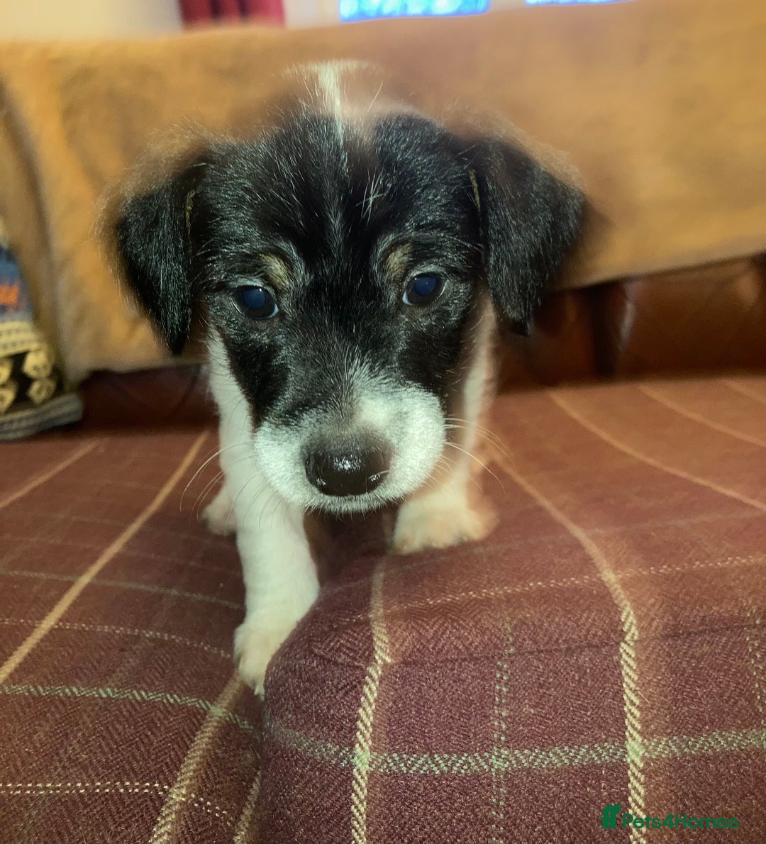 Jack Russell dogs for sale: Jack Russel pups. Two left one girl one boy - Advert 3